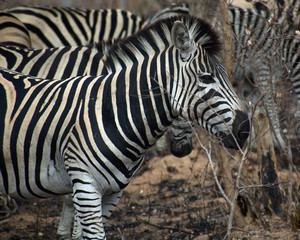 Fototapeta na wymiar Zebra in Kruger South Africa