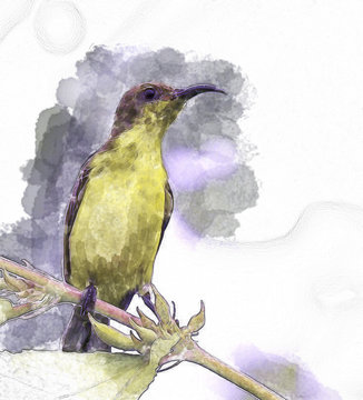 water color of bird in green background.