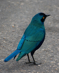 Metallic Blue Bird