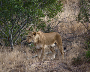Naklejka na ściany i meble Lionness in Kruger South Africa