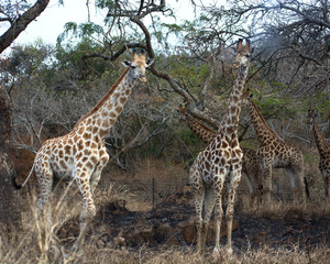 Giraffes feeding from a tree