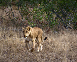 Naklejka na ściany i meble Lionness in Kruger South Africa