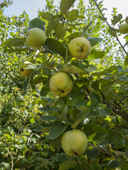 Cydonia oblonga. Le coing, fruit aromatique du cognassier apprécié en Europe pour sa confiture ou distillé pour sa liqueur.