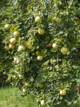 Cydonia oblonga. Le coing, fruit aromatique du cognassier apprécié en Europe pour sa confiture ou distillé pour sa liqueur.