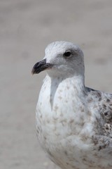 Young gull