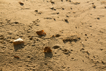 Sea sand background Phuket Thailand