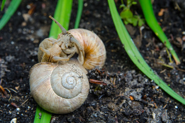 Snails
