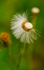 Dandelion