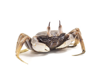 White background Horn-eyed ghost crab Ocypode ceratophthalmus form Phuket Thailand