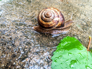 snail large shellfish for dizayna background wallpaper