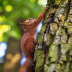 Red squirrel on a tree, with a beautiful bokeh in the background. Low depth of sharpness.