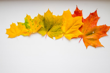 Autumn leaves in a line arrangement isolated on white background. Flat lay. Top view.Autumn composition.Row made of colorful maple leaves isolated on white background. Autumn, fall concept. Flat lay