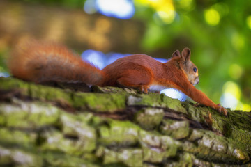 Red squirrel on a tree, with a beautiful bokeh in the background. Low depth of sharpness.
