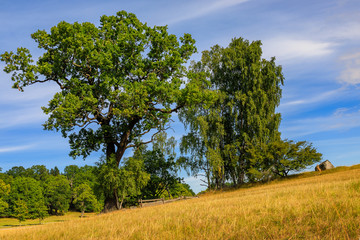 Fototapeta premium Fall landscape with fields of yellow grass and green leaves on the trees outside Stockholm