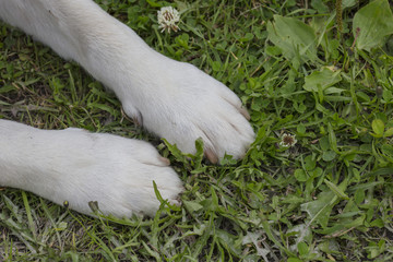 Close-up of the Yellow Labrador's front paws in Finland.