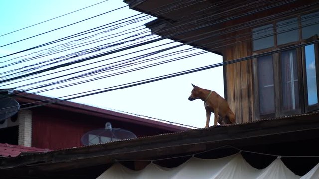 Common Asian dog on metal roof of Thai traditional building