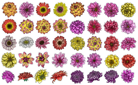 Large set of Dahlia flowers, and species include the Daisy, Chrysanthemum, and Zinnia. Ink floral art. Floral head for wedding decoration, Valentine's Day, Mother's Day, sales and events. Vector.