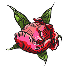 Floral bouquet design element of red garden rose flower head bud or wedding invite card in color. Vector.