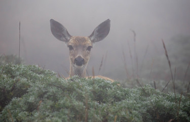 Young wild deer looking over green bushes in thick fog