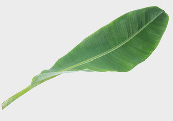 Obraz premium banana leaf isolated on white background with clipping path.