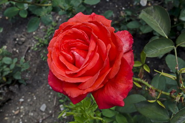 Red rose bush in bloom at natural old West park, district Drujba, Sofia, Bulgaria 