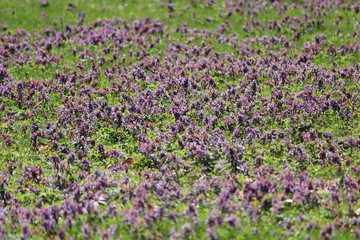 Obraz premium Flowers in spring in estonia