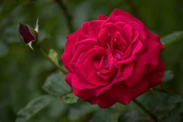Rose Close up