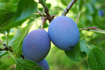 harvest plum. Ripe  plum on a branch with green leaves in the garden.Autumn harvest.Plum fruit on a...