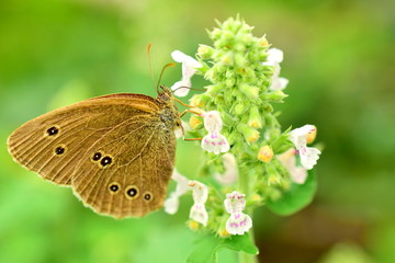 Brown butterfly on melissa's flower. Butterfly diana or lat.  Lethe diana, Satyrus ferula. Close-up of an insect sitting on a flower. Macro. 