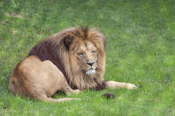 Lion ( big cat, male) lying on the grass.