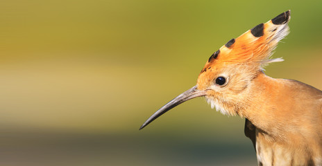 hoopoe bird with a long beak bangs on the head © drakuliren