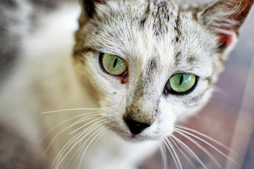 Green eyes of a white kind kitten.