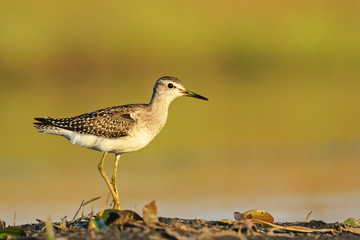 sandpiper standing on one leg against the backdrop of the lake