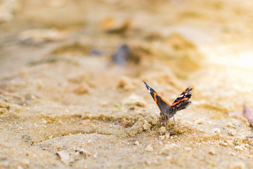 A beautiful butterfly sat on the sand near the lake.