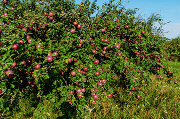Apples ripen in the trees. Background.