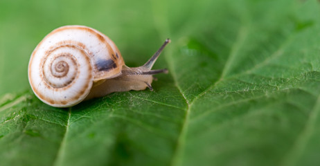 Snail on The Leaf