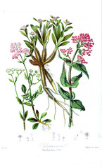 Illustration of flower