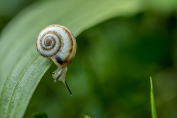 Snail on The Leaf