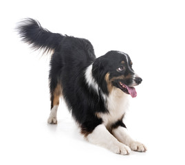 australian shepherd in studio