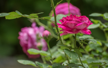 Pink Rose Flowers in Garden