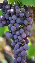 Cluster grapes with berries