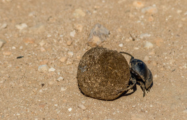 A dung beetle at work rolling a ball of dung image with copy space in landscape format