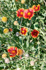 Солнцу на встречу. Яркие цветы