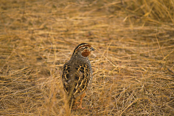 Jungle Bush Quail, Perdicula asiatica, Ranthambhore Tiger Reserve, Rajasthan, India