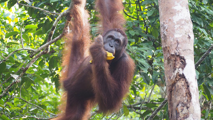 Orang Utan Semenggoh WIldlife