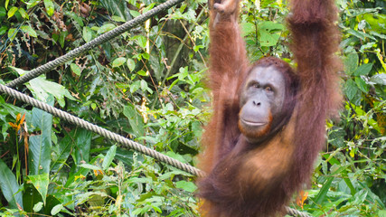 Orang Utan Semenggoh WIldlife