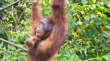 Orang Utan Semenggoh WIldlife