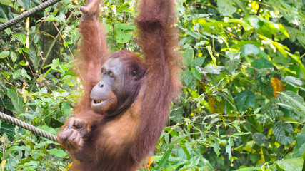 Orang Utan Semenggoh WIldlife