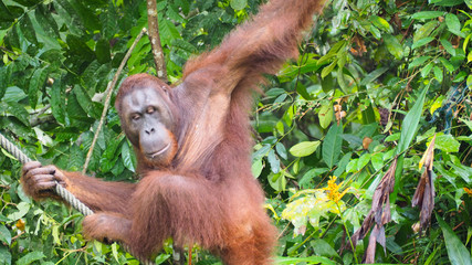 Orang Utan Semenggoh WIldlife