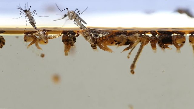 Mosquitos larva, Example in the laboratory - scientific research and development concept.

